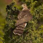 Cooper's Hawk