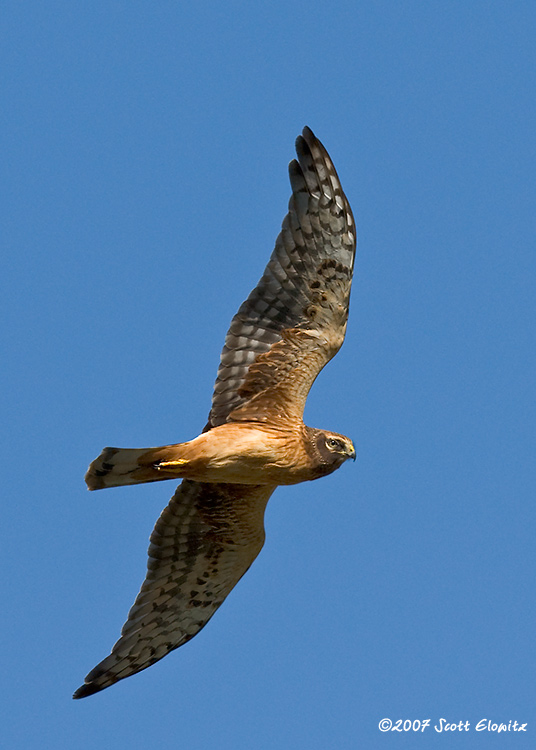 Northern Harrier