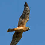 Northern Harrier