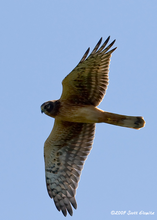 Northern Harrier