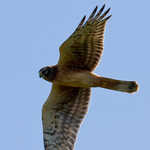 Northern Harrier