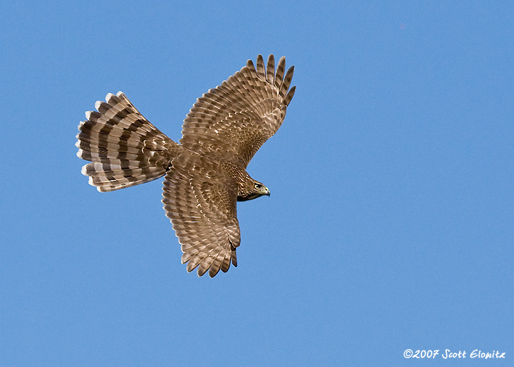 Cooper's Hawk