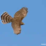 Cooper's Hawk