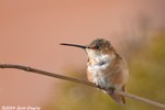 Allen's Hummingbird