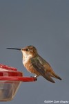 Allen's Hummingbird