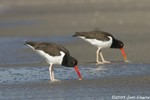 American Oystercatcher