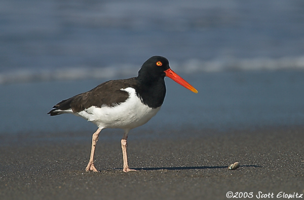 American Oystercatcher