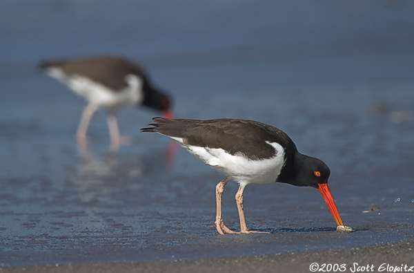 American Oystercatcher