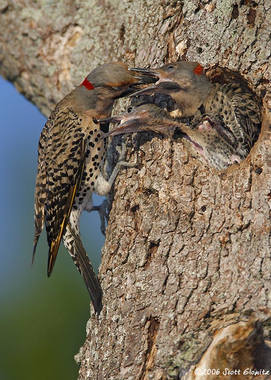 Northern Flicker