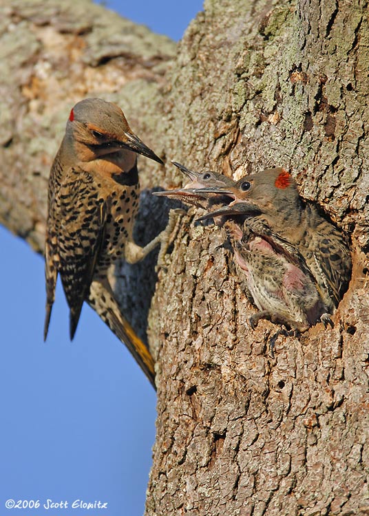 Northern Flicker