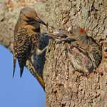 Northern Flicker