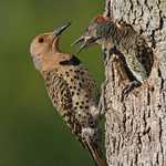 Northern Flicker