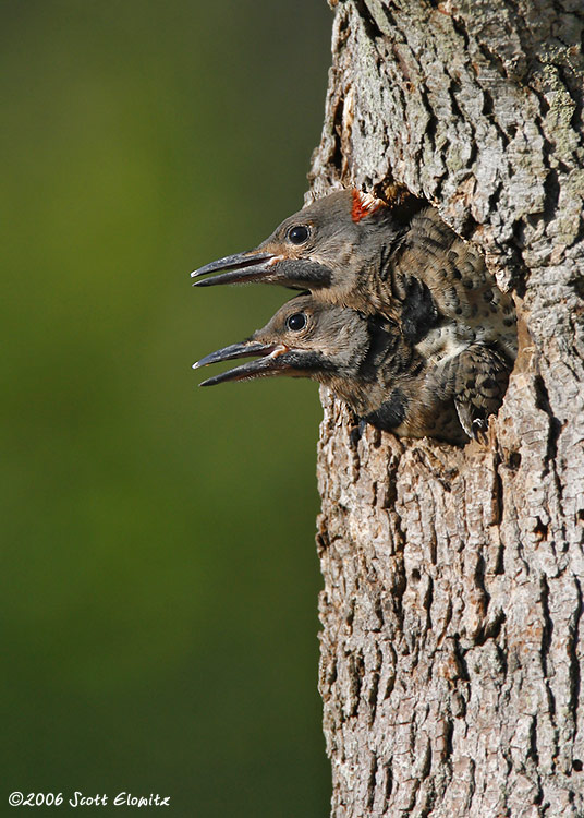 Northern Flicker