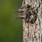 Northern Flicker