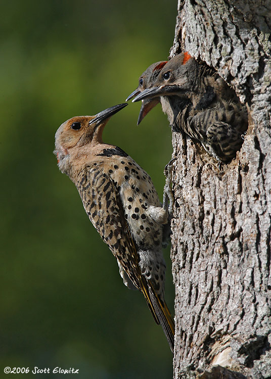 Northern Flicker