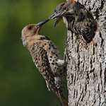 Northern Flicker