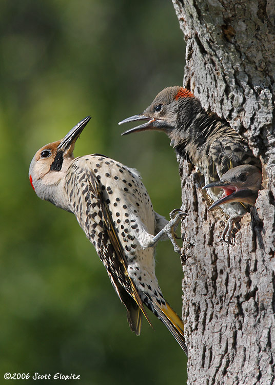 Northern Flicker