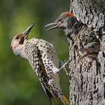 Northern Flicker