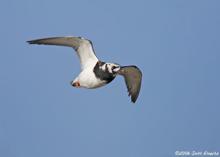 Ruddy Turnstone