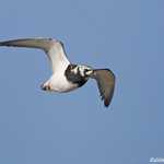 Ruddy Turnstone