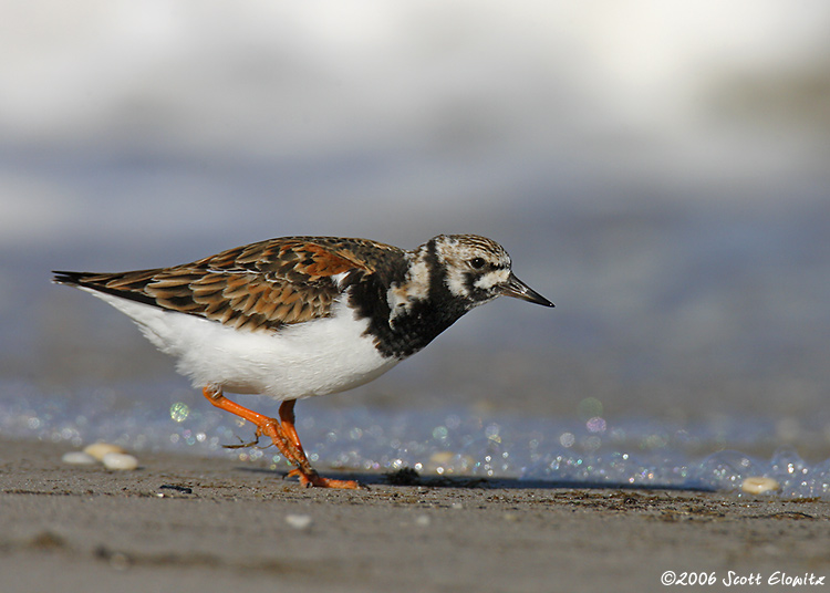 Ruddy Turnstone