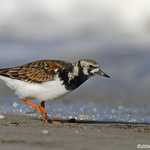 Ruddy Turnstone