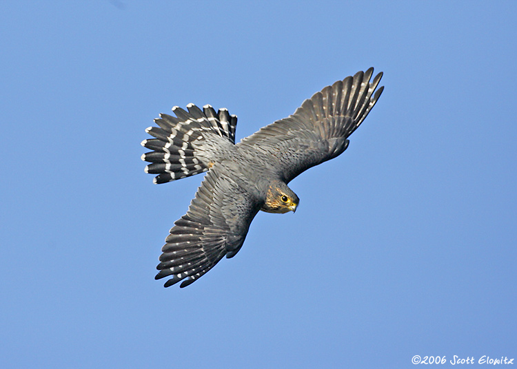 Merlin