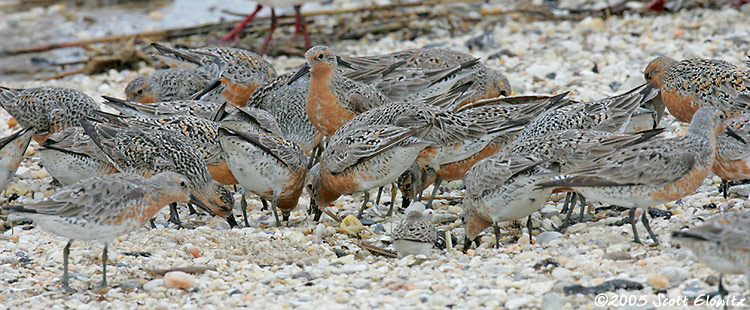 Red Knot