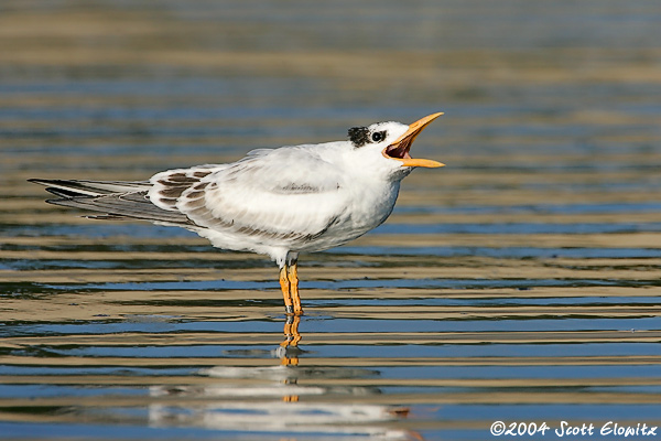 Royal Tern