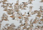 Red Knot & Ruddy Turnstone