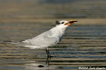 Royal Tern with fish