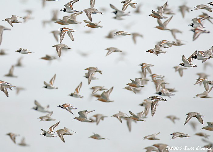 Red Knot & Ruddy Turnstone