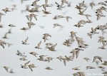 Red Knot & Ruddy Turnstone