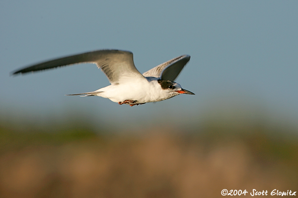 _S0I0535tern.jpg