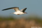 _S0I0535tern.jpg