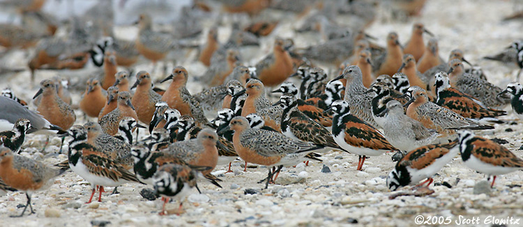 Red Knot & Ruddy Turnstone