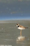 Semipalmated Plover