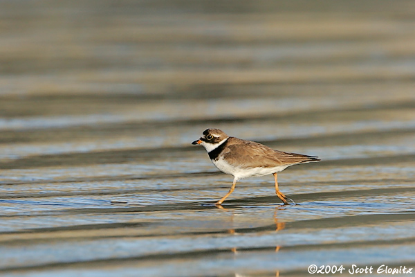 Semipalmated Plover