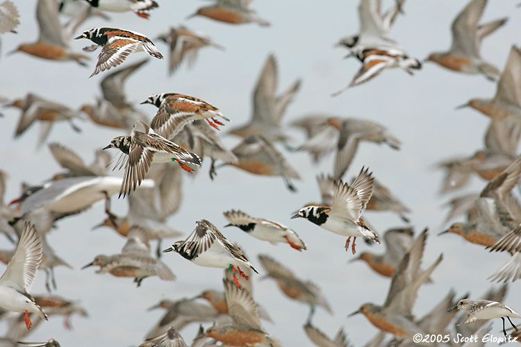 Red Knot & Ruddy Turnstone