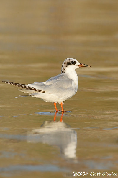 Forster's Tern