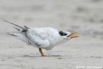 Royal Tern