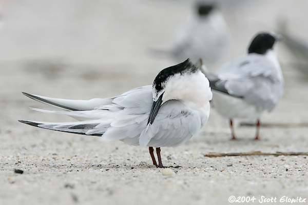 Roseate Tern