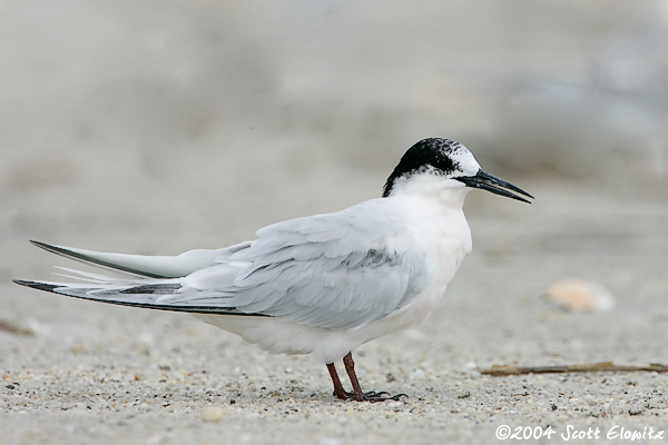 Roseate Tern