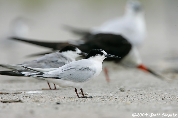 Roseate Tern