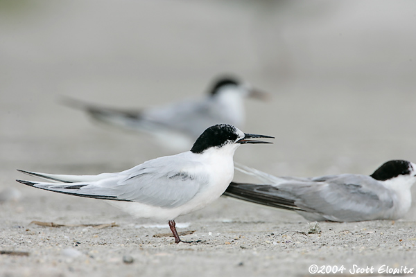 Roseate Tern