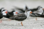 Black Skimmer juvenile