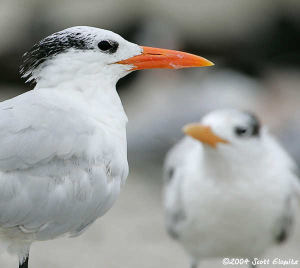 Royal Tern