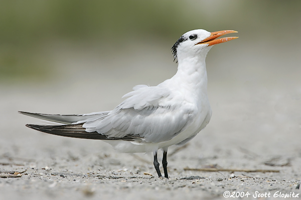 Royal Tern