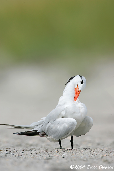 Royal Tern