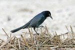 Boat-tailed Grackle